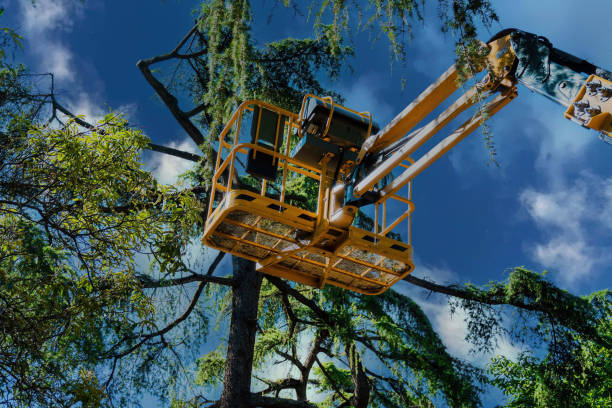 How Our Tree Care Process Works  in Gilberts, IL